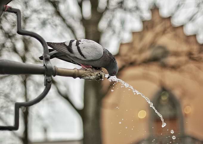 Pigeon