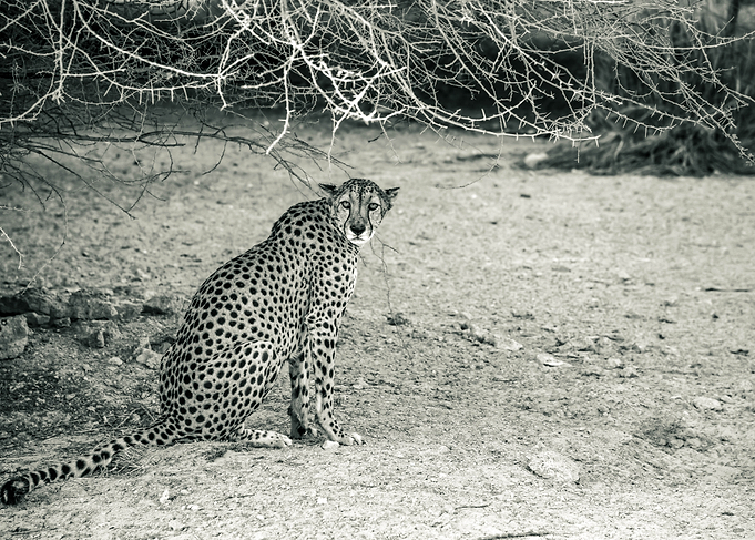 LEOPARD