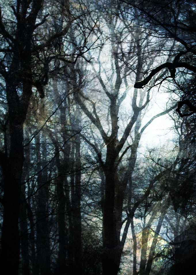 Dark forest