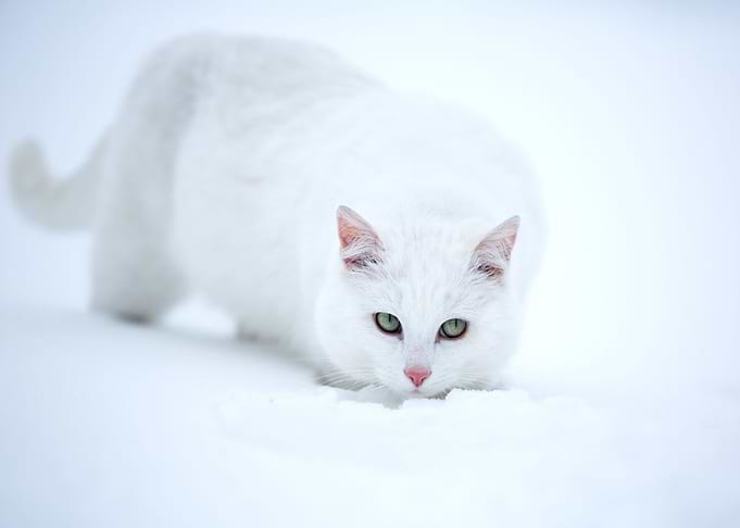 White Cat