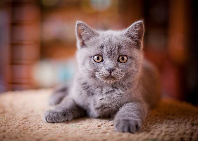Kitten
