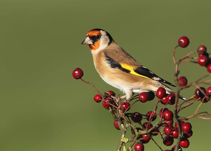 Small Bird