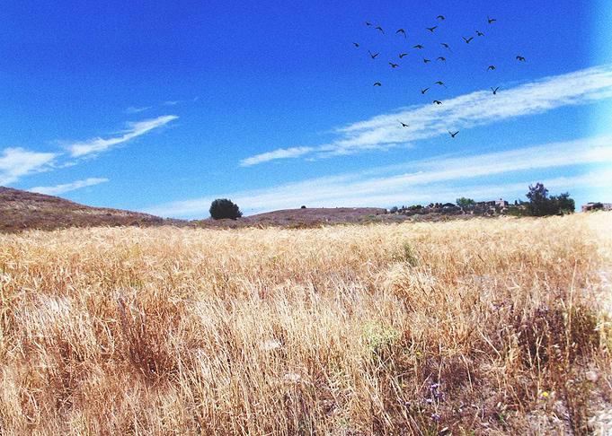 Field of Bozcaada I
