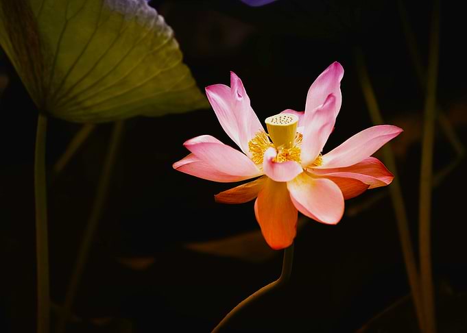 Pink Lily