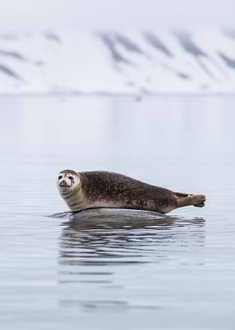 Seal in the arctic