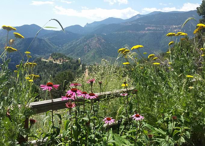 Spring Meadow
