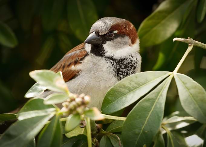 Small Bird sparrow