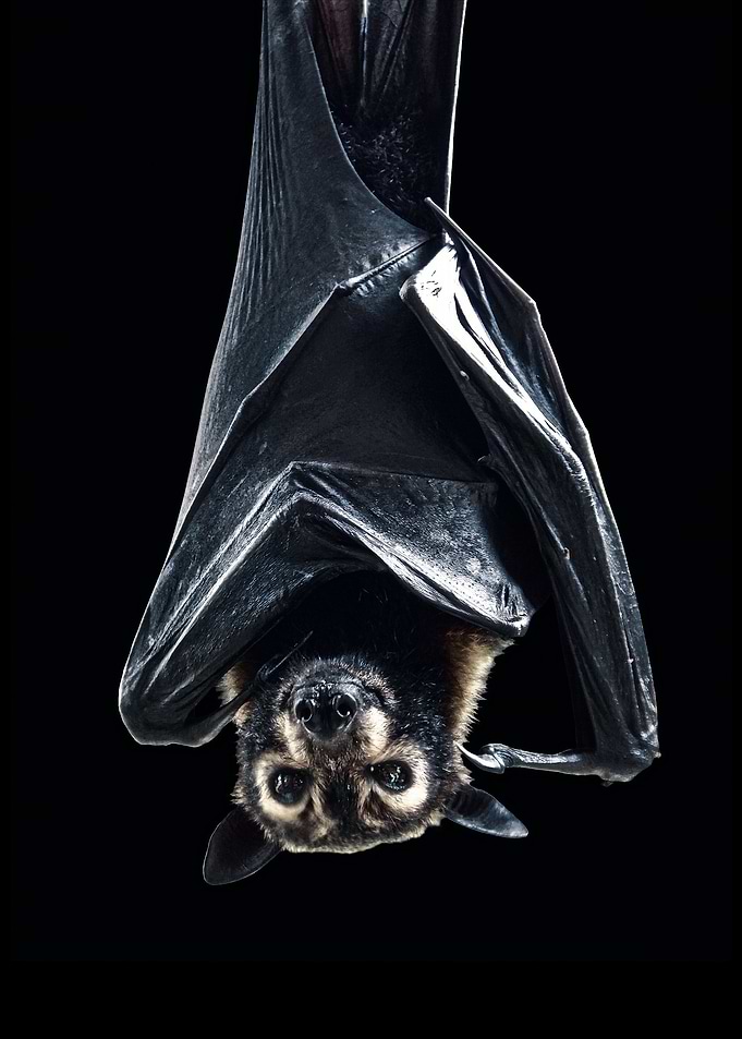 a wild bat poster cool