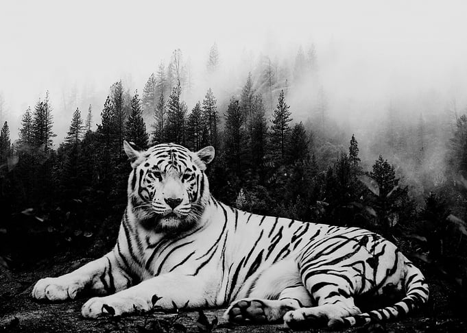 Tiger and Forest 2
