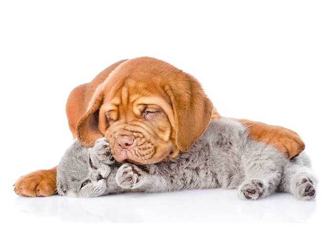 Puppy and Kitten