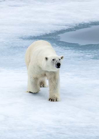 King of the arctic
