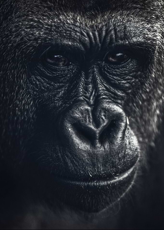 moncky face poster