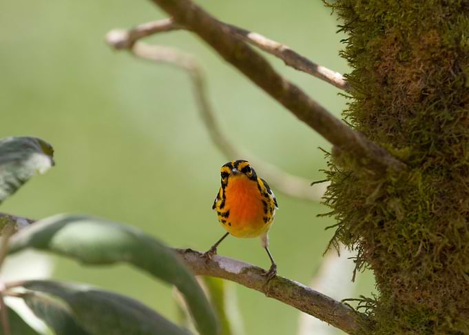 Small Bird
