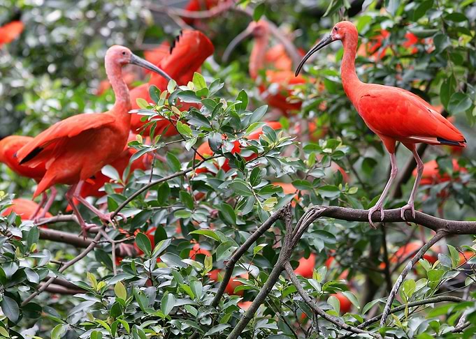 Pink Ibis