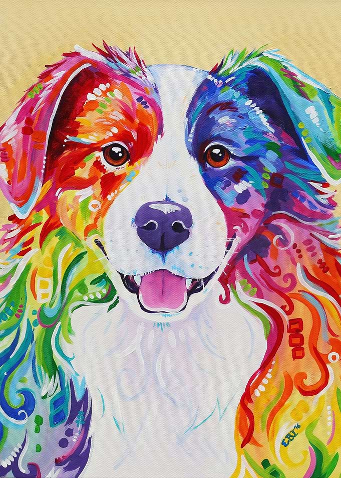 Toby Rainbow Border Collie