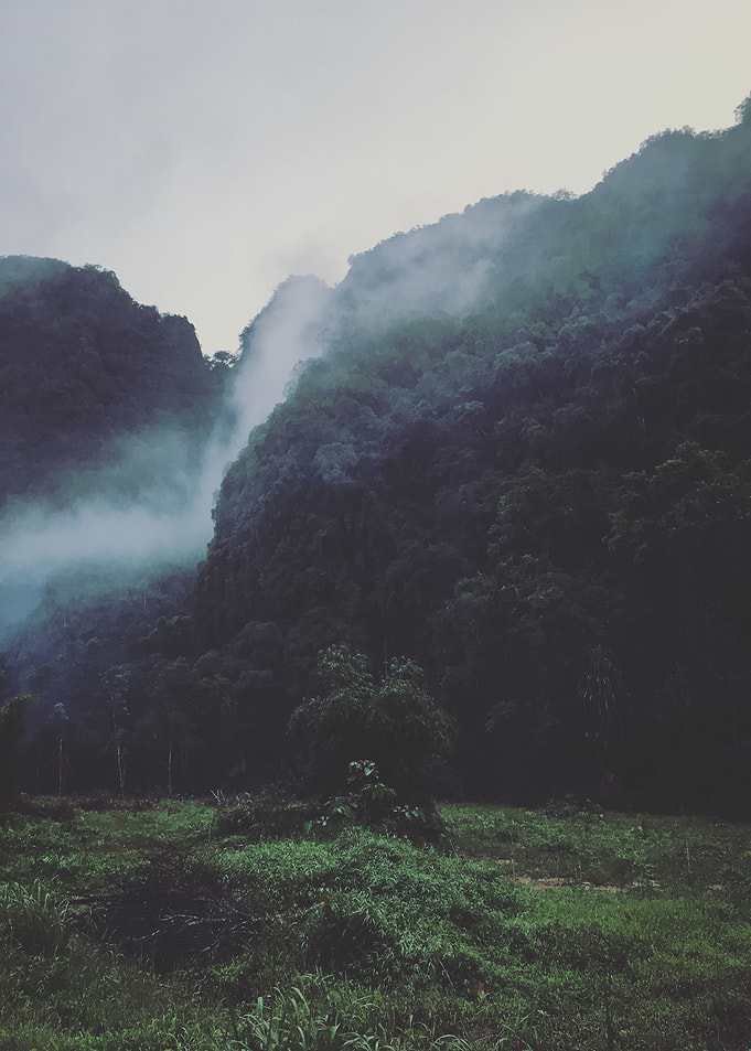 Forest Above