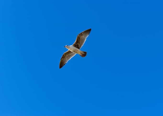 Seagull in the skies