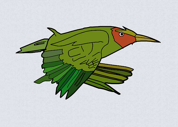 Green Kingfisher