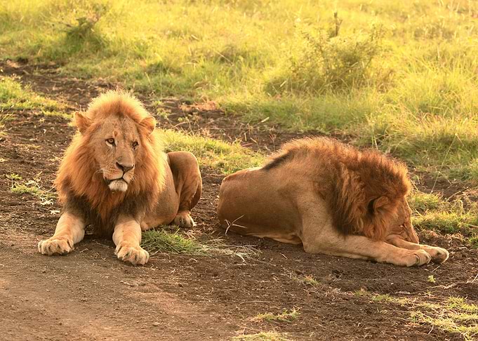 Lions