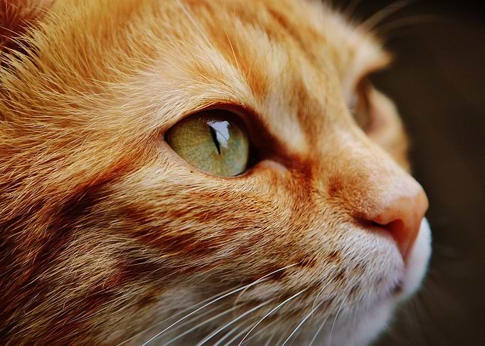 cat muzzle