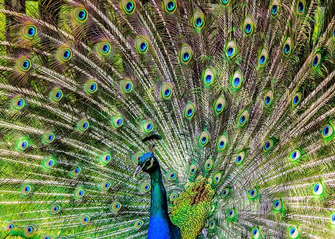 Peacock