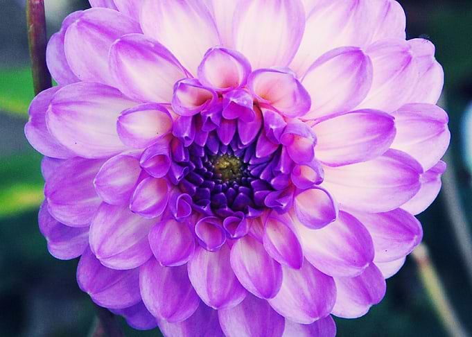 Closeup Dahlia 1