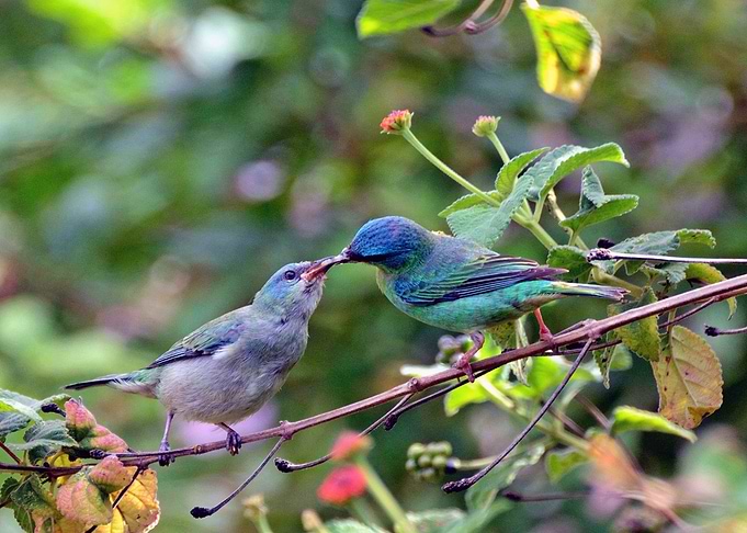 Brazilian wild birds