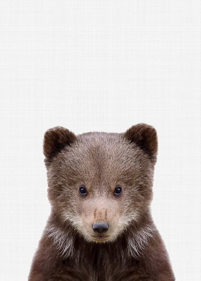 Baby Bear