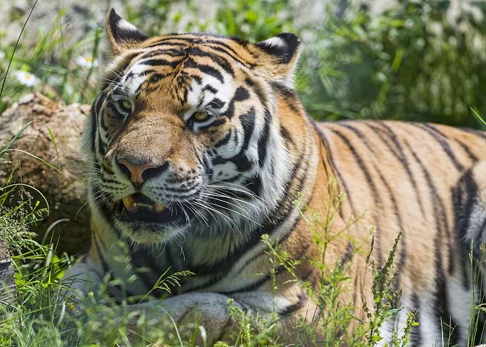 Big Cat Tiger
