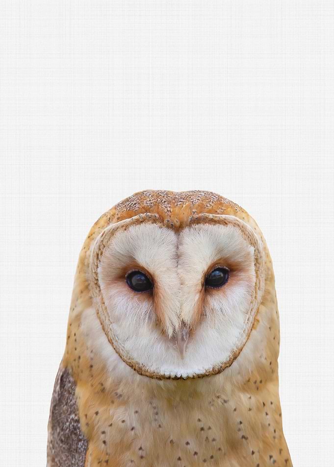Owl 2