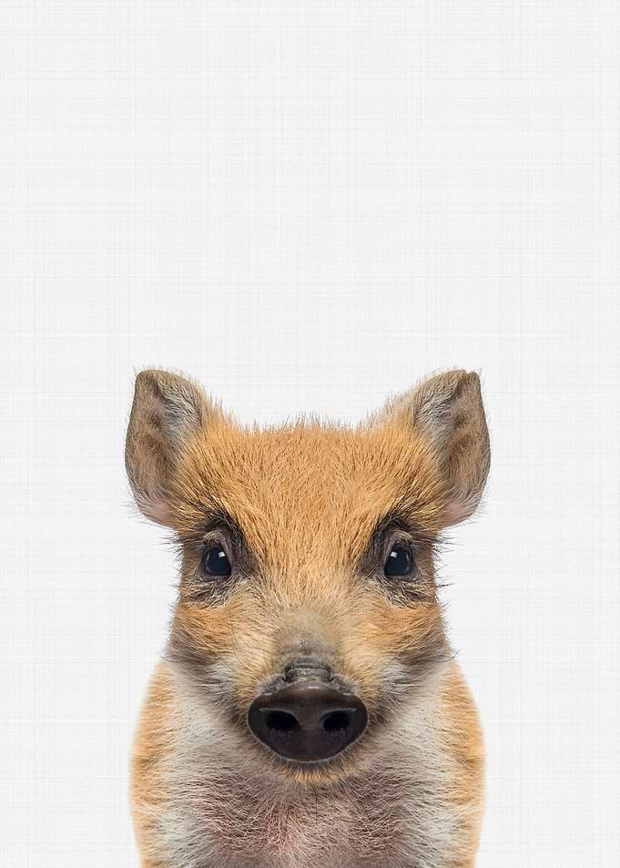 Boar