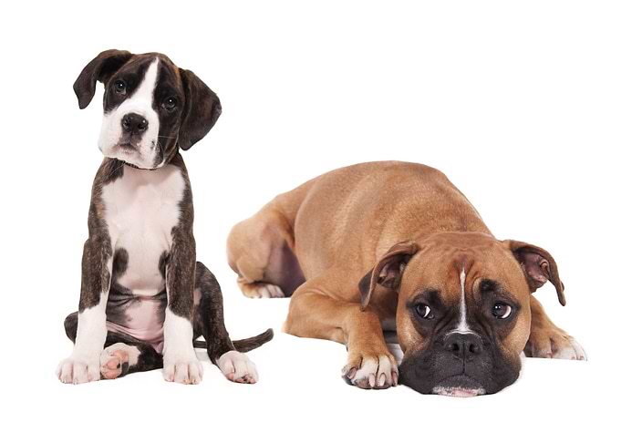 Cute Dogs