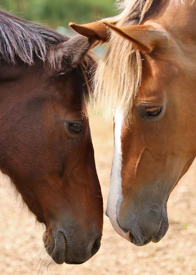 Two horses greeting