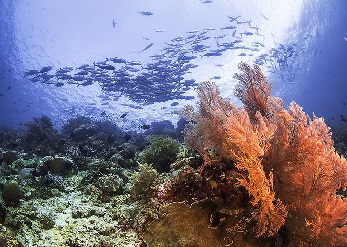 Underwater world