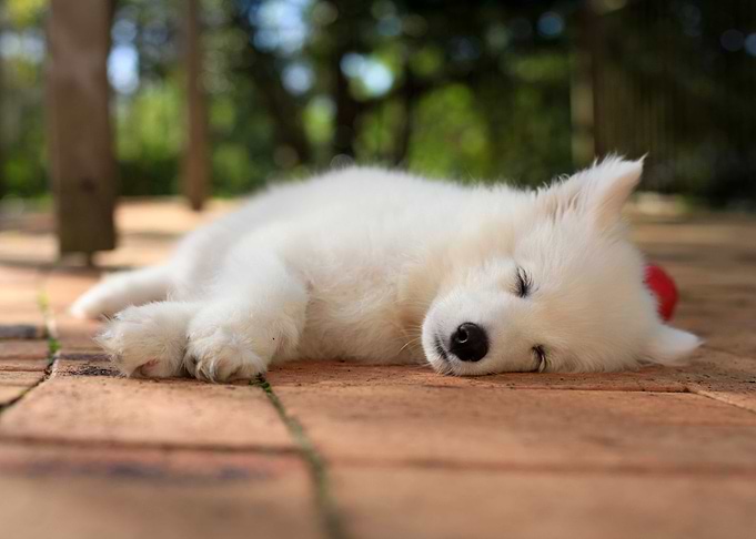 Puppy Samoyed dog