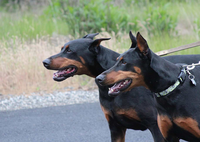 Dobermans
