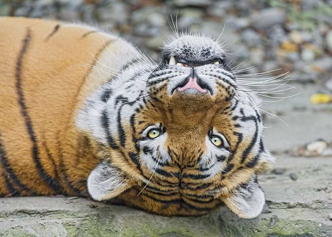 Big Cat Tiger