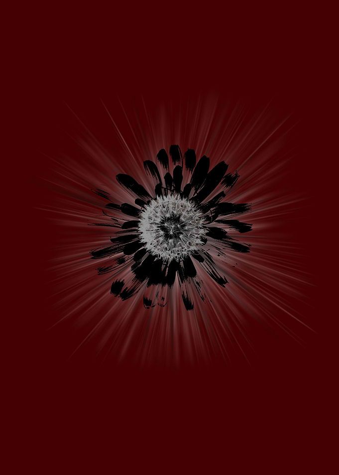Dandy Red Lion