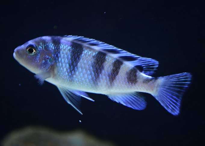 CICHLID Tropical Fish