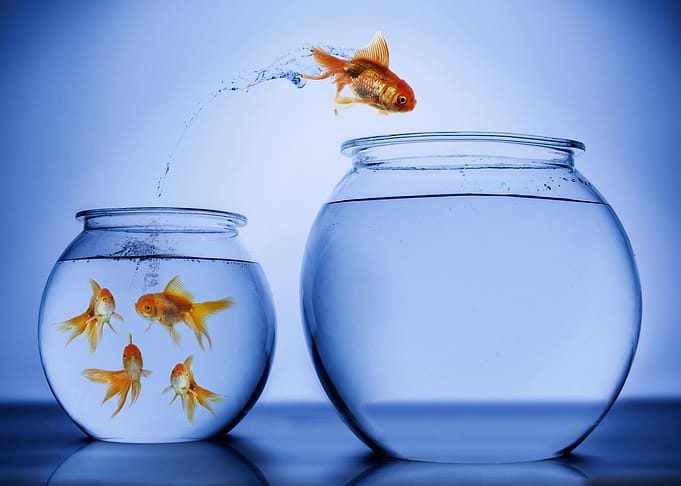 Fish artwork