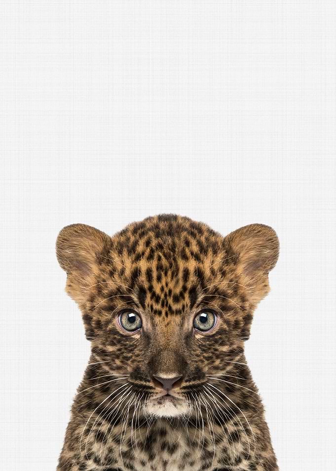 Leopard