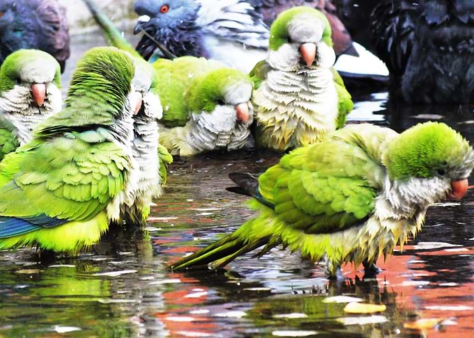 Parakeet Parrots