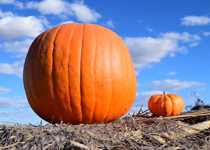Just a massive pumpkin