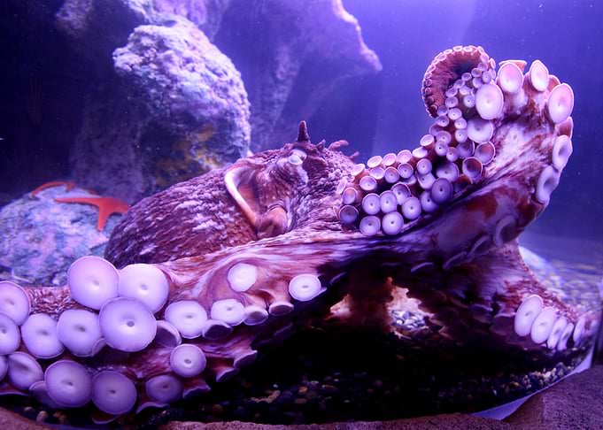 OCTOPUS