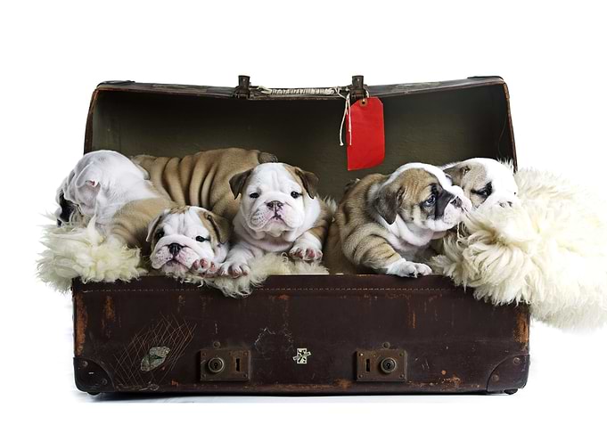 Bulldog Puppys in Suitcase