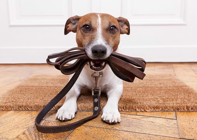 jack russell dog
