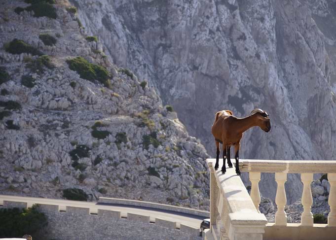Mallorca Goat 2