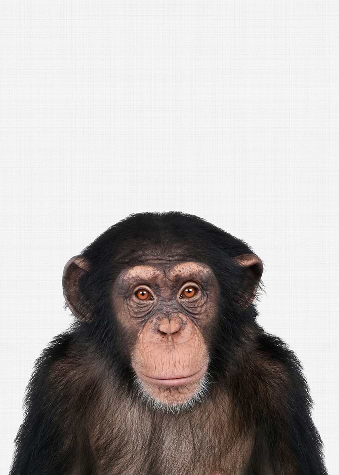 Chimpanzee
