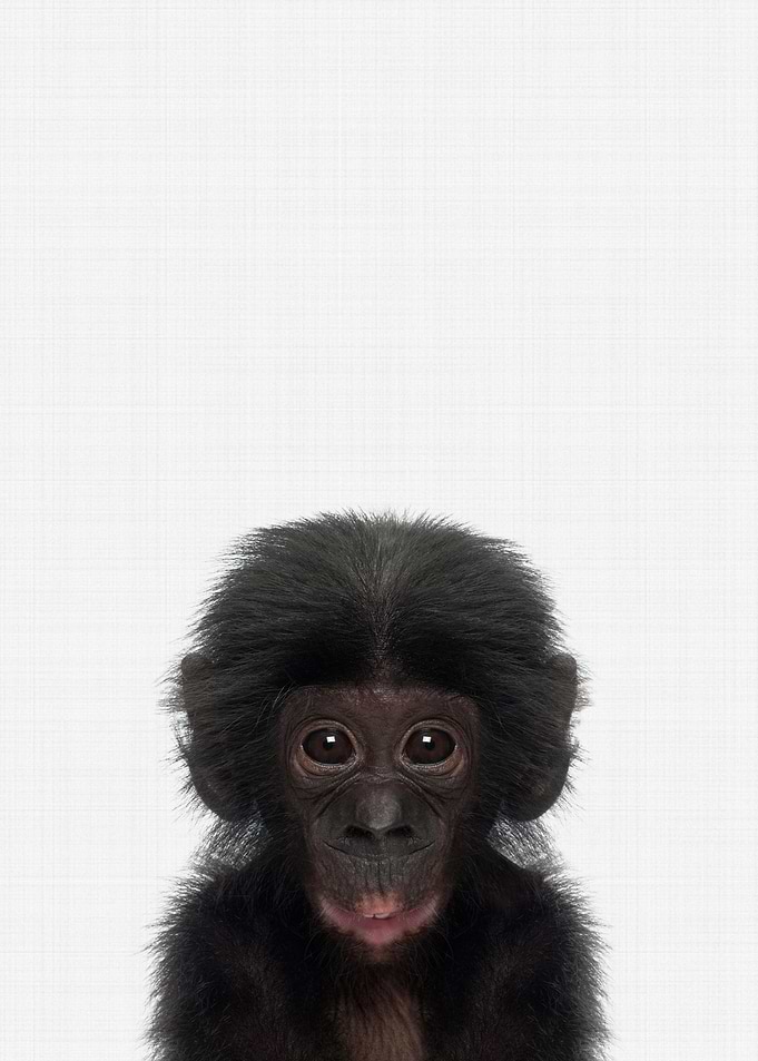 Bonobo