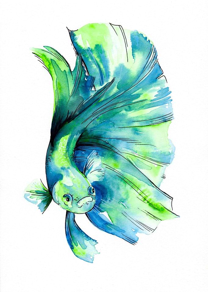 Green Betta